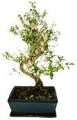 Serissa foetida - strom tísíce hvězd 426