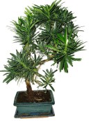 Podocarpus - Kamenný tis 755