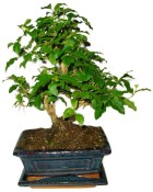 Ligustrum chinensis ptačí zob 433kwe