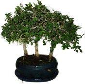 Zelkova 195 - stromořadí - pokojová bonsaj 