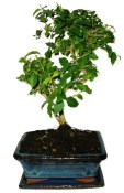 Ligustrum chinensis ptačí zob 433kwe