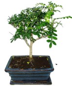 Caragona spinosa - čínský pepř 443 - bonsai