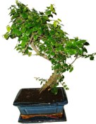 Pokojová bonsai - Sagerethia thea 452kwe