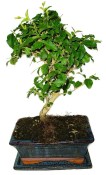 Ligustrum chinensis ptačí zob 433kwe