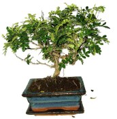 Caragona spinosa - čínský pepř 443 - bonsai