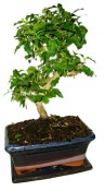 Ligustrum chinensis ptačí zob 433kwe