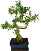 Serissa foetida - strom tísíce hvězd 387