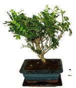 Caragona spinosa - čínský pepř 443 - bonsai