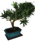 Podocarpus - Kamenný tis 755