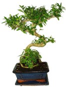 Serissa foetida - strom tísíce hvězd 387