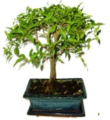 Malphigia - Barbadosská třešeň - Acerola 452