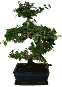 Pokojová bonsai - Sagerethia thea 452kwe