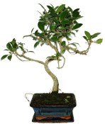 Ficus retusa - fíkovník - bonsai 325
