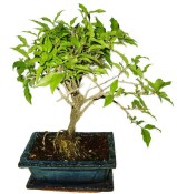 Malphigia - Barbadosská třešeň - Acerola 452
