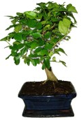 Ligustrum chinensis ptačí zob 433kwe