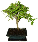 Malphigia - Barbadosská třešeň - Acerola 452