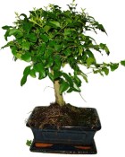 Ligustrum chinensis ptačí zob 433kwe