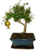 Punica granatum - granátové jablíčko 214