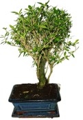 Serissa foetida - strom tísíce hvězd 932
