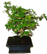 Pokojová bonsaj Carmona microphylla - čaj fuki 128