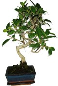 Ficus retusa - fíkovník - bonsai 325