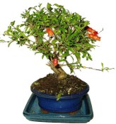 Punica granatum - granátové jablíčko 214