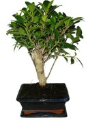 Ficus retusa - fíkovník - bonsai 441kwe