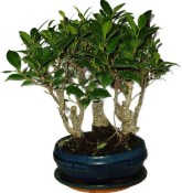 Ficus retusa 823 - pokojové bonsaje stromořadí