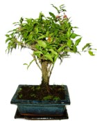 Malphigia - Barbadosská třešeň - Acerola 452