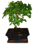 Ligustrum chinensis ptačí zob 433kwe