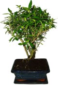 Serissa foetida - strom tísíce hvězd 932