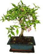 Malphigia - Barbadosská třešeň - Acerola 452