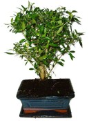 Serissa foetida - strom tísíce hvězd 932