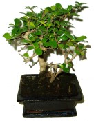 Carmona microphylla - čaj fuki 356 bonsai