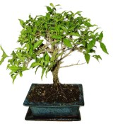 Malphigia - Barbadosská třešeň - Acerola 452