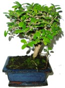 Carmona microphylla - čaj fuki 358 bonsai