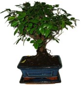 Pokojová bonsai - Sagerethia thea 301