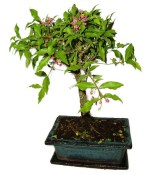 Malphigia - Barbadosská třešeň - Acerola 452