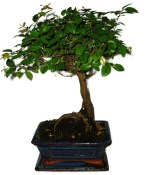 Pokojová bonsai - Sagerethia thea 301