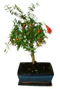 Punica granatum - granátovník 1074