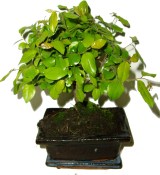Pokojová bonsai - Sagerethia thea 291