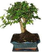 Zelkova 391 - pokojové bonsaje 