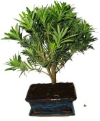 Podocarpus - Kamenný tis 755