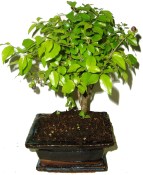 Pokojová bonsai - Sagerethia thea 292