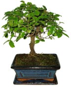Zelkova 391 - pokojové bonsaje 