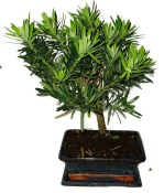 Podocarpus - Kamenný tis 755