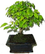 Pokojová bonsai Sagerethia thea 295