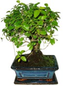Pokojová bonsai - Sagerethia thea 301