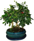 Carmona microphylla - čaj fuki 158 - bonsai stromořadí
