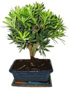 Podocarpus - Kamenný tis 755